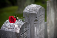 Grave stones with a single rose